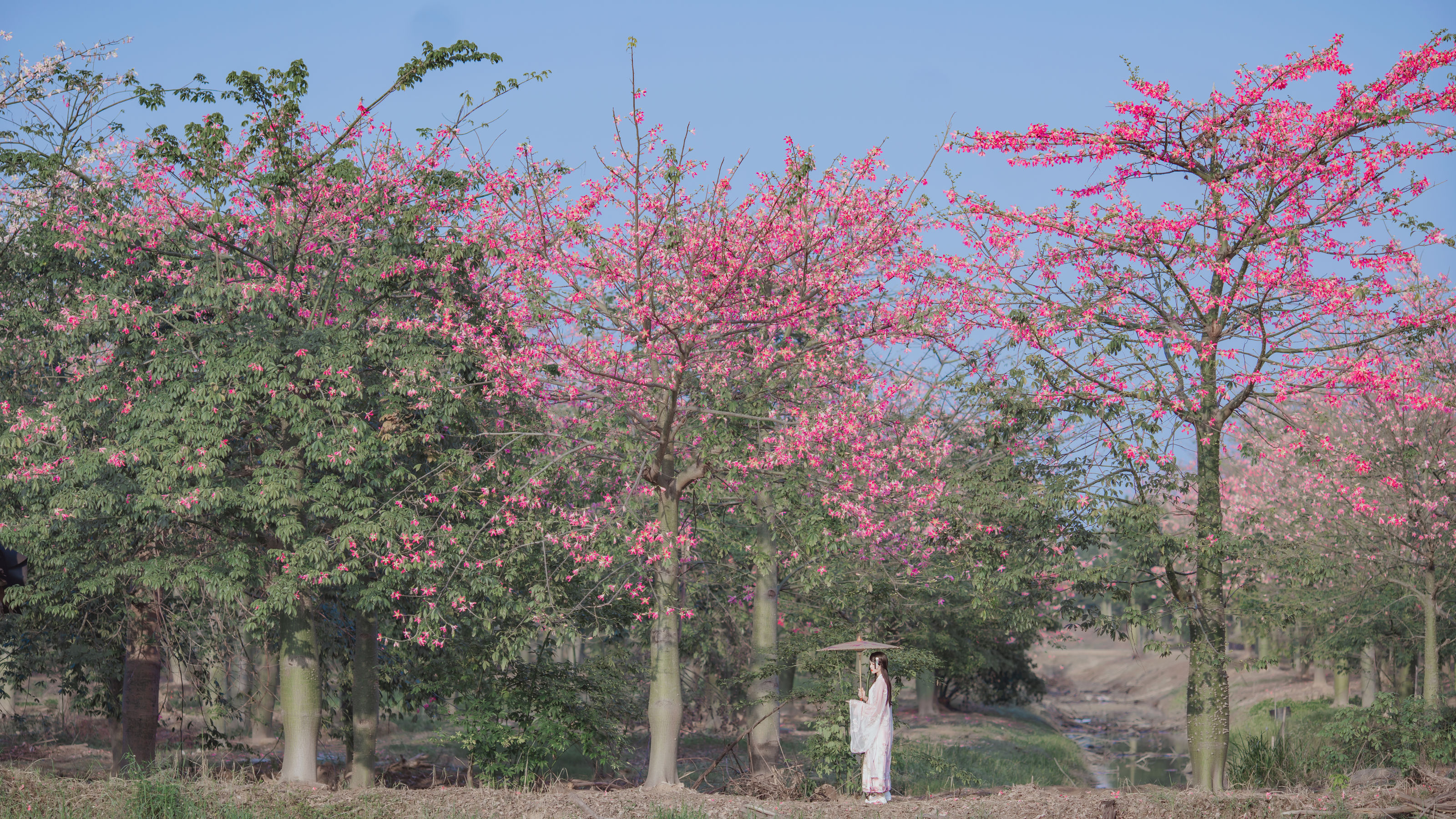 桜桃喵 – 温柔之汉服桃花 [15P] 2022-10-21 10:52:36-秀人网